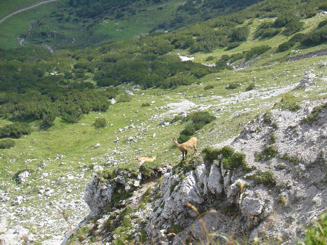 Gemsen beim Stanser Joch