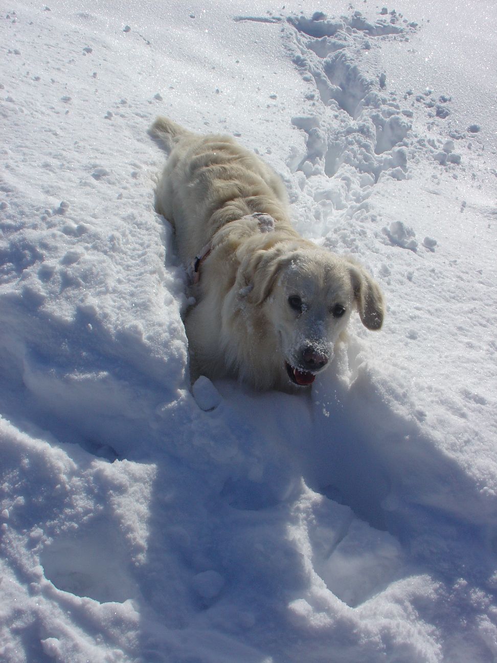 Balu kämpft sich durch den Tiefschnee